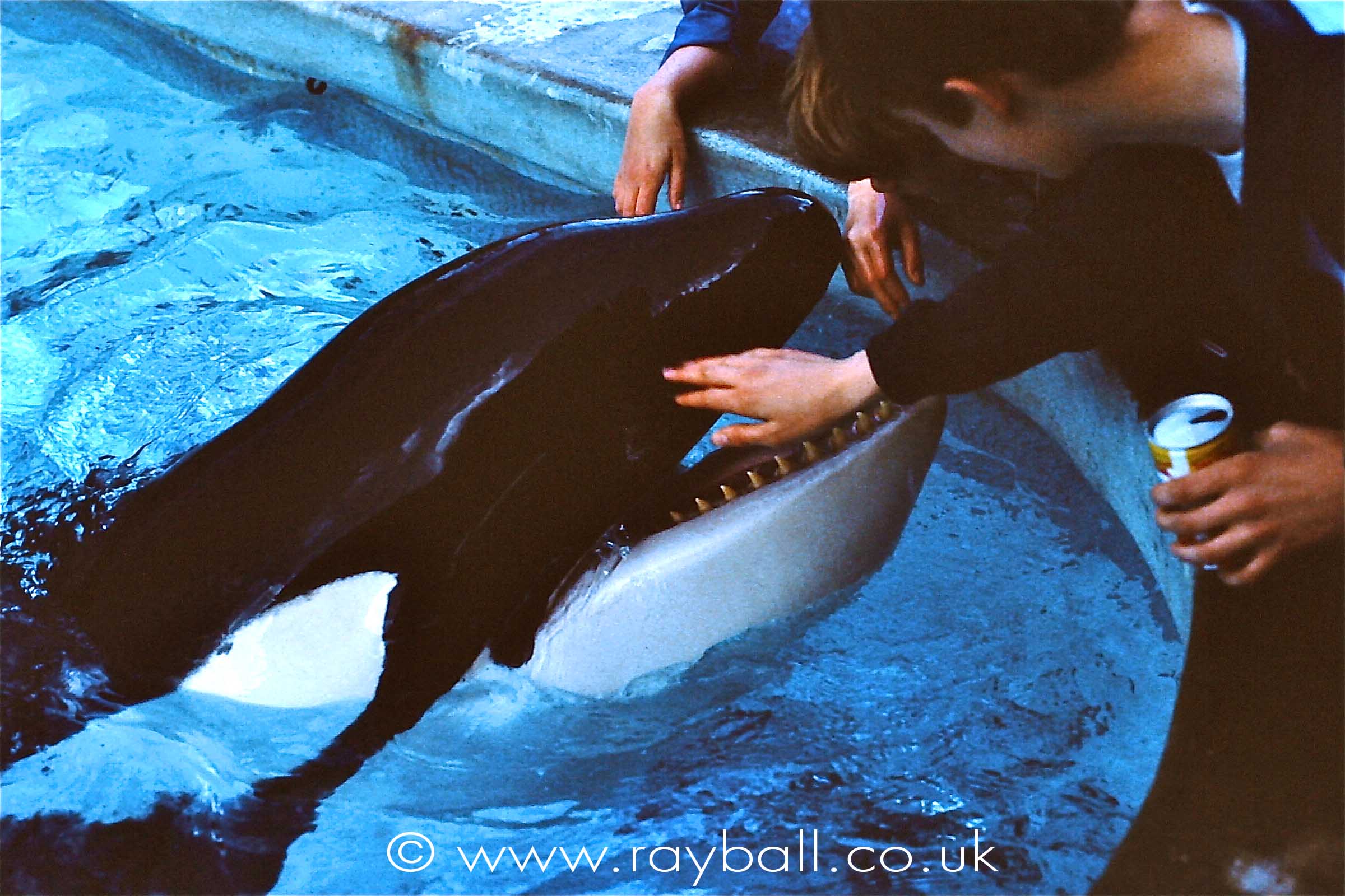 Kids stroking orca at Widser Safari Park by Epsom Photography Surrey.