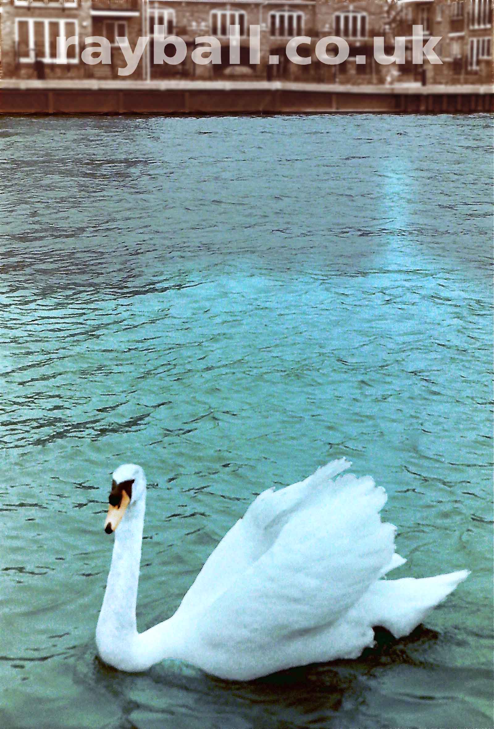My picture of beautiful swan on the river at Surbiton, Kingston upon Thames.