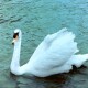 Cob (Cygnus olor) 'busking' on Carshalton Pond in South London